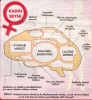 kadın beyni