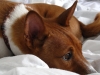 basenji