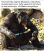 kanzi traşı olmak