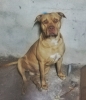 sözlük yazarlarının köpekleri / #2116699