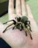 tarantula besleyeceklere tavsiyeler / #2057938