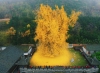 1400 yıllık zamana meydan okuyan ginkgo ağacı