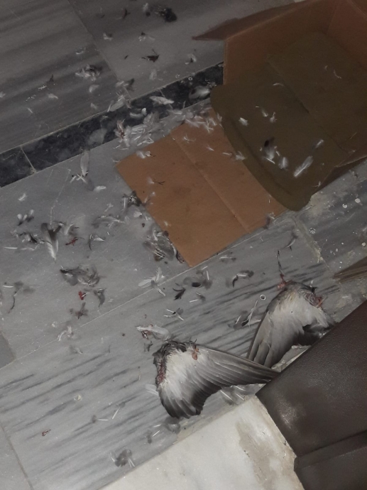 anın görüntüsü