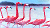 flamingo