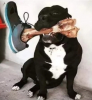 oyun istiyor abisi denilen köpek