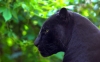 jaguarların asil hayvanlar olması