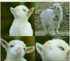 evlendik diye pirinç pişirmek zorunda mıyım / #1511777