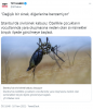 genetiği değiştirilmiş 750 milyon sivrisinek