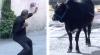 kaçak boğaya karete yapan adam / #1178999
