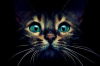 kedi