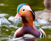 mandarin ördeği