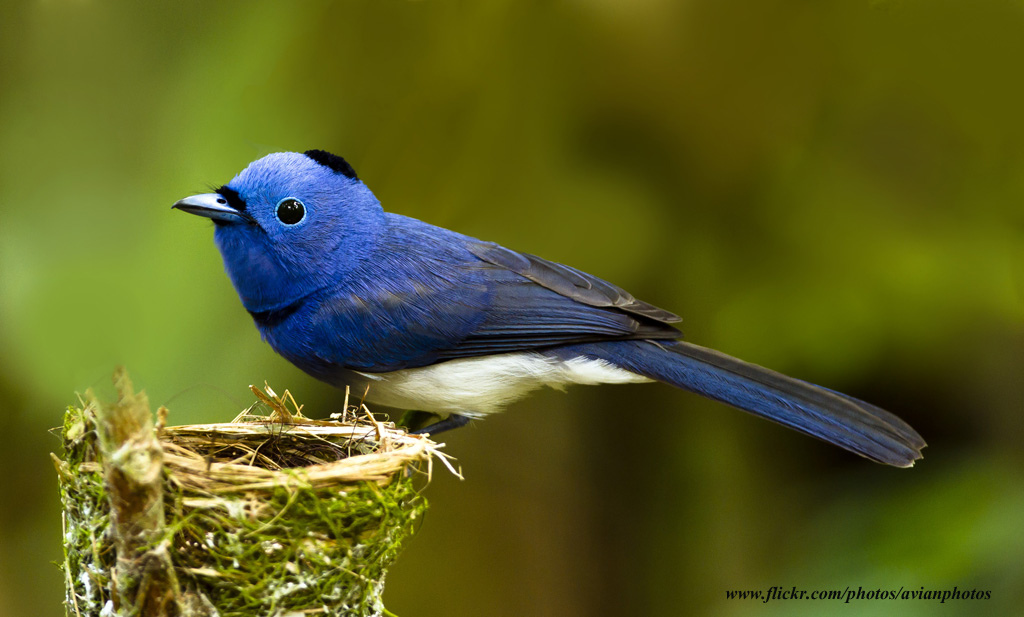 Black-naped Monarch