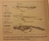 tiktaalik