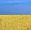 ukrayna