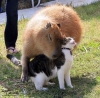 capybara / #1424574