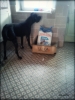 royal canin / #1886462