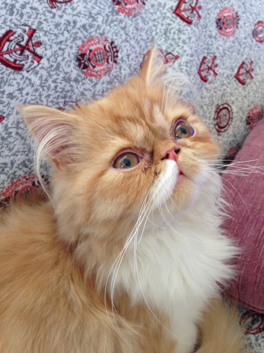 evde kedi besleyen midesiz uludağ sözlük