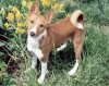 basenji