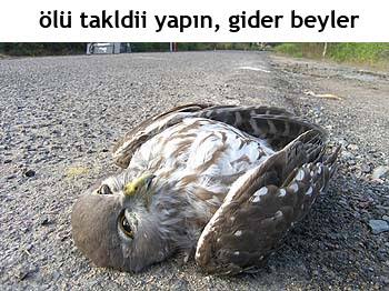 chevrotine uludağ sözlük