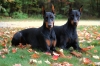 doberman / #1584825