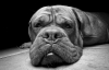 köpek / #1050839