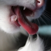 kedi dili