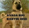 sivas / #1753530