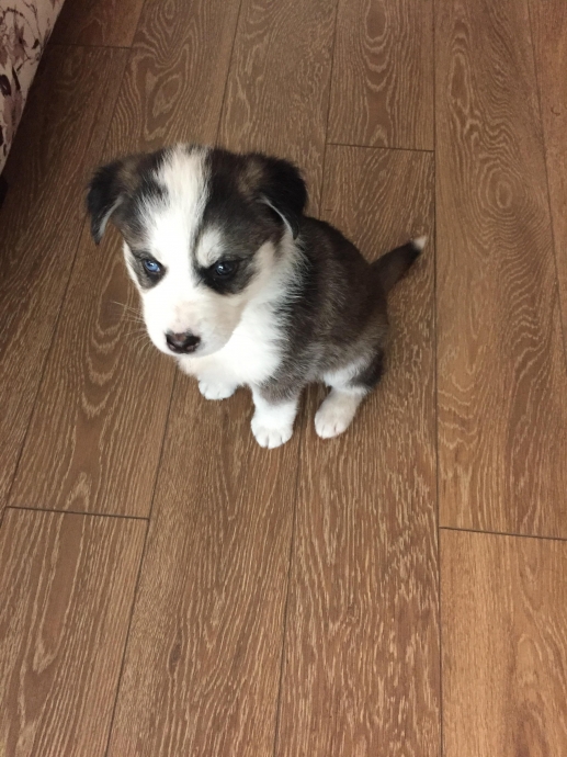 yavru köpek tarafından takip edilmek uludağ sözlük
