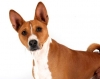 basenji