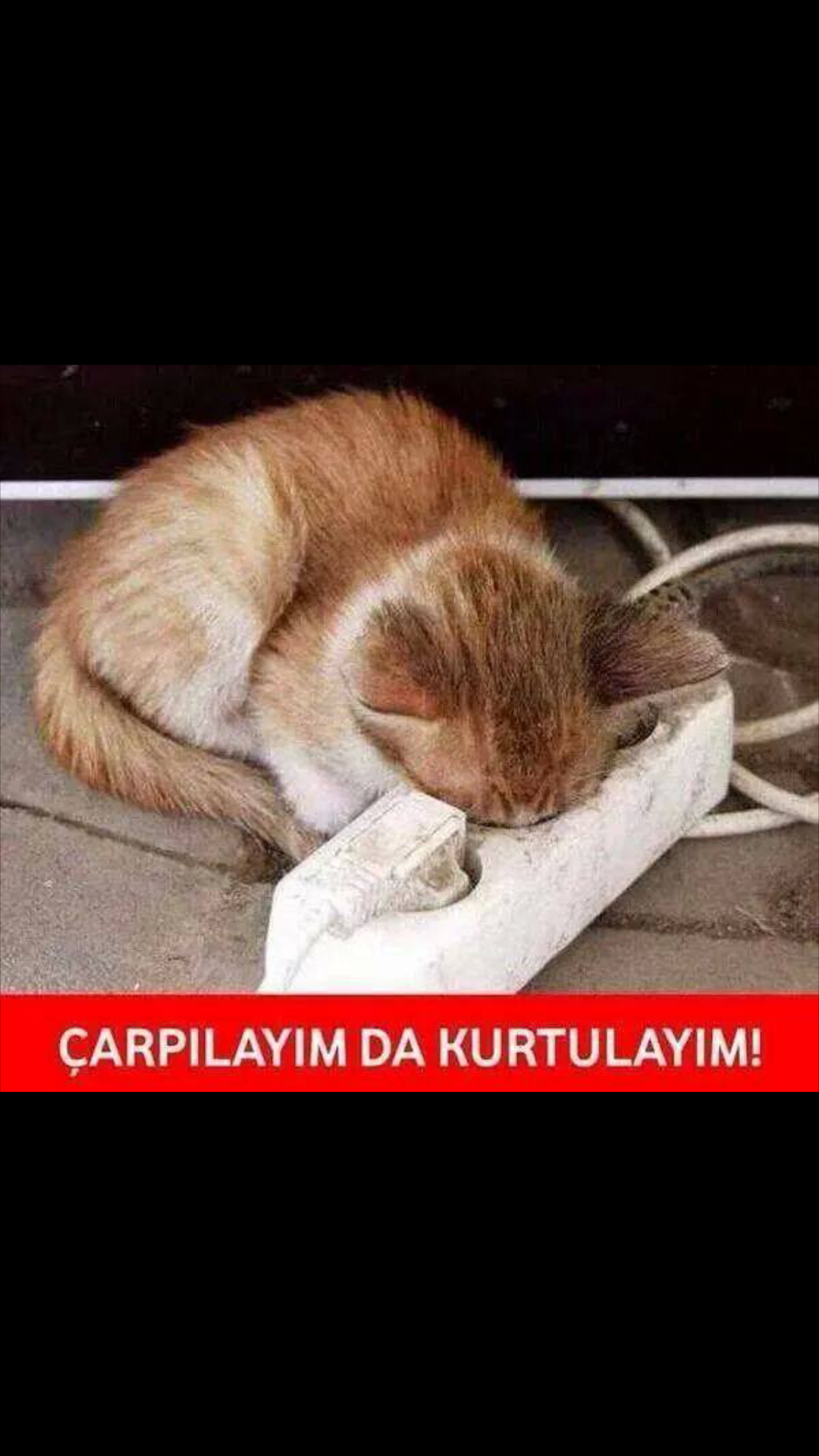 Кот пришел домой. Да нет наверное. Мемы если бога нет. Котики смешные картинки с надписями. Шутки про озеро.