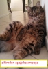 kedi seven erkeklerin ibne olması / #1683903