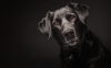 köpek / #1050838