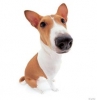 basenji