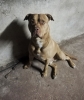 sözlük yazarlarının köpekleri / #2115928