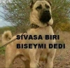 kafayı kediyle köpekle bozmuş insan / #1524283