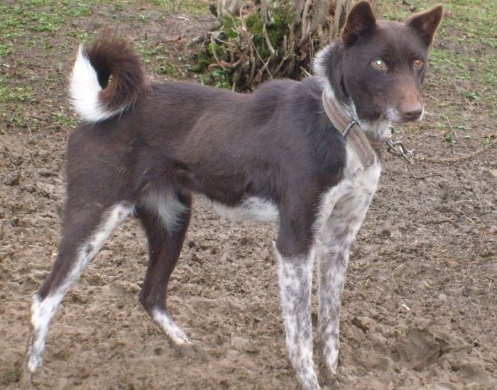trabzon zerdava köpeği uludağ sözlük