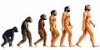 evrim teorisi nin kısa özeti