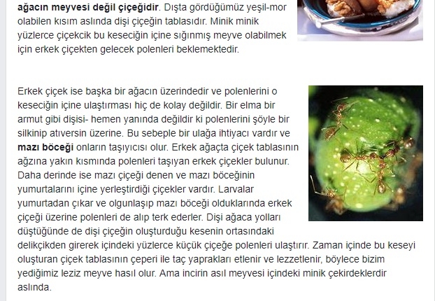 küresel çete nin türk incirini bitirme planı