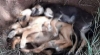 antalya da köpeklerin zehirle öldürülmesi / #2022278