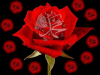 hz muhammed / #2425549