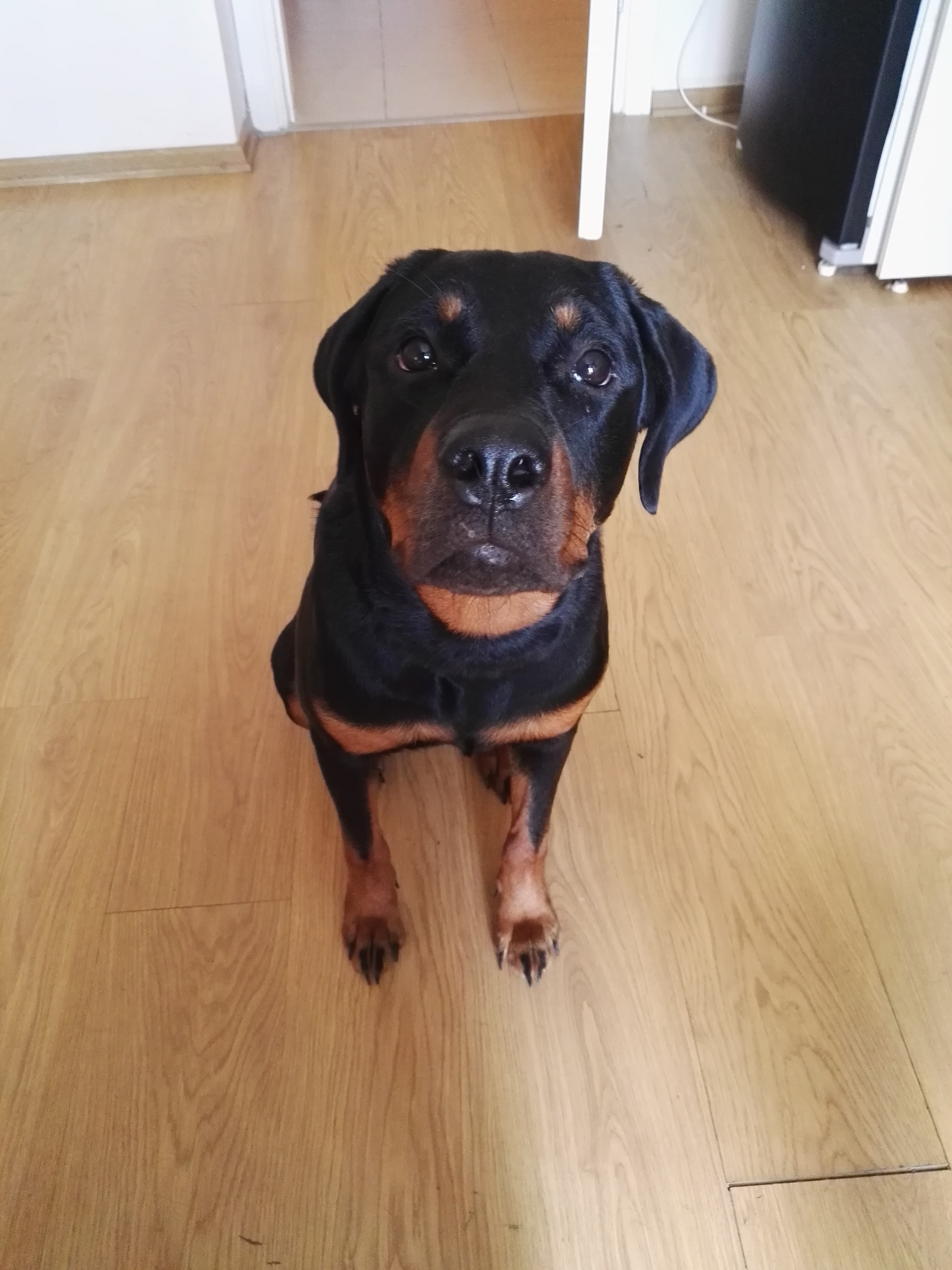 köpek gezdirmek 1552264 uludağ sözlük galeri