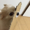 köpek / #1047756