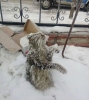 soğuk havada donarak ölen kedi