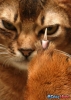 kedi kesmek inanç özgürlüğüdür / #1167146