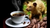 kopi luwak / #2275795