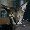 bu saatte kedi toplamaya gitmek / #1586182