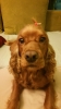 köpeye paşa ismi veren kendini bilmezler / #1129550