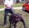 4 haziran 2022 kedi parçalayan pitbull dehşeti / #2233564