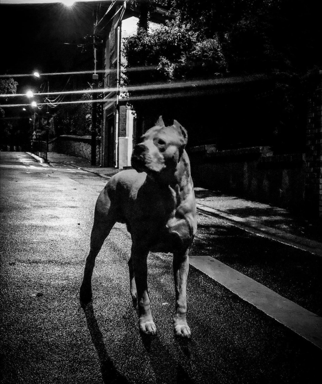 gece havlayan köpek şikayet