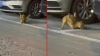 çin de tecavüze uğrayan kedi / #2185953